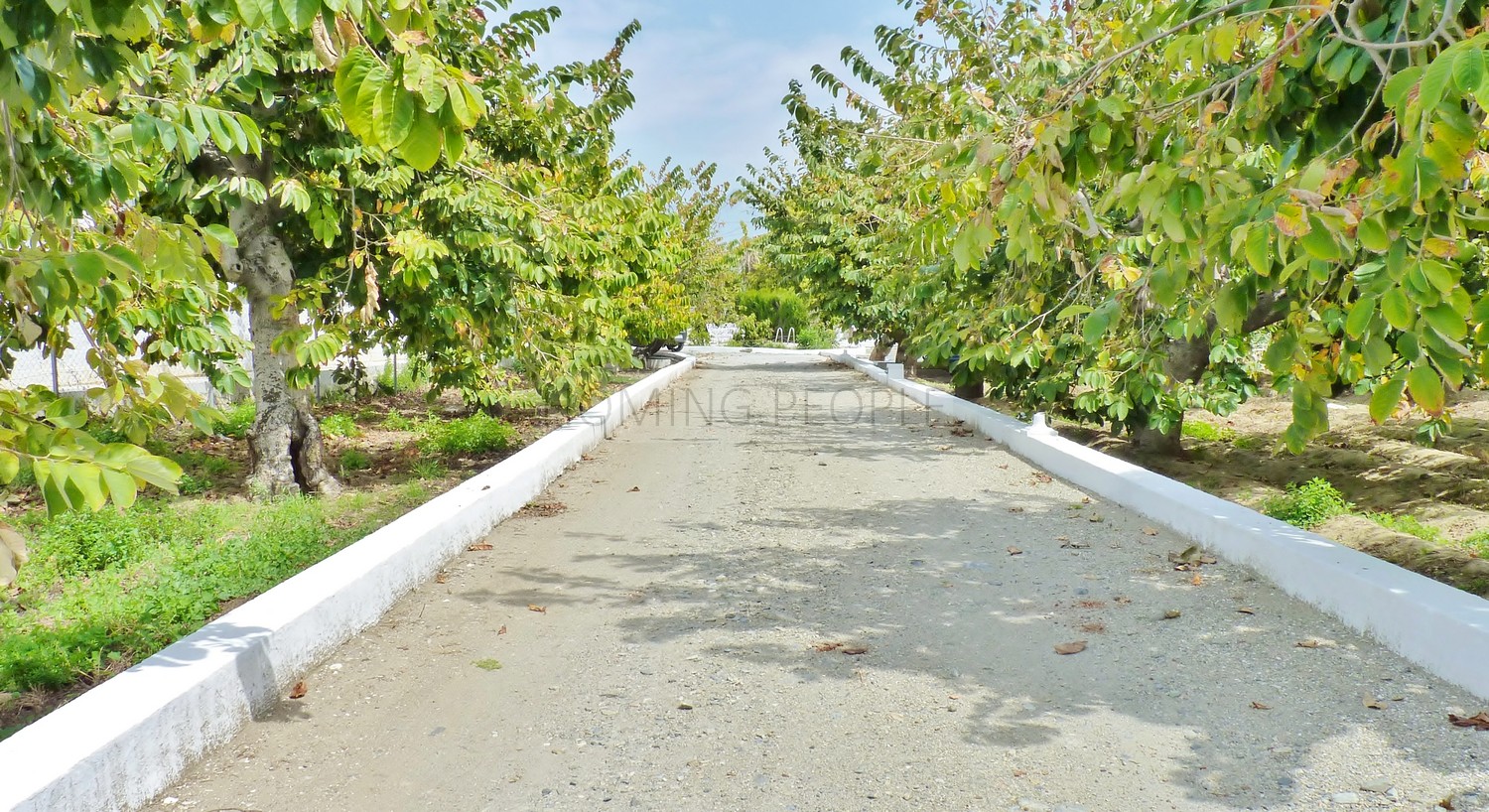 A genuine property: Charming, andalucian house with great garden and pool... yet walking distance to town !