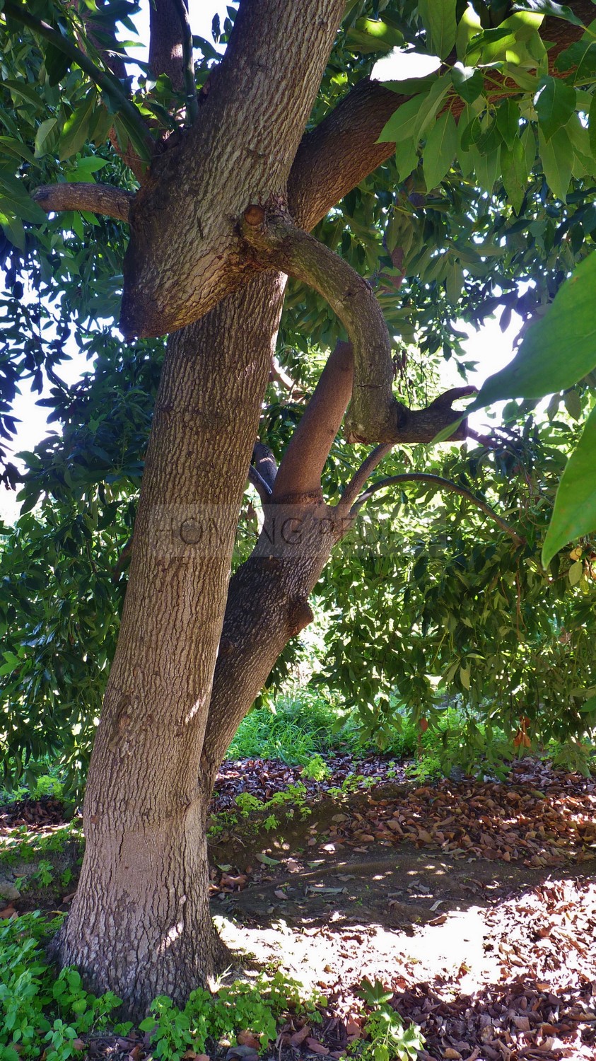 A genuine property: Charming, andalucian house with great garden and pool... yet walking distance to town !