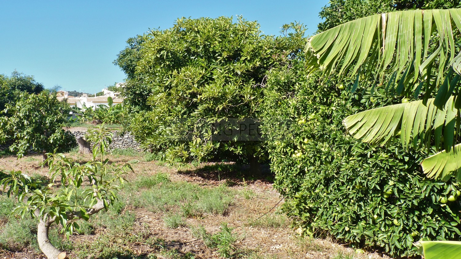 A genuine property: Charming, andalucian house with great garden and pool... yet walking distance to town !
