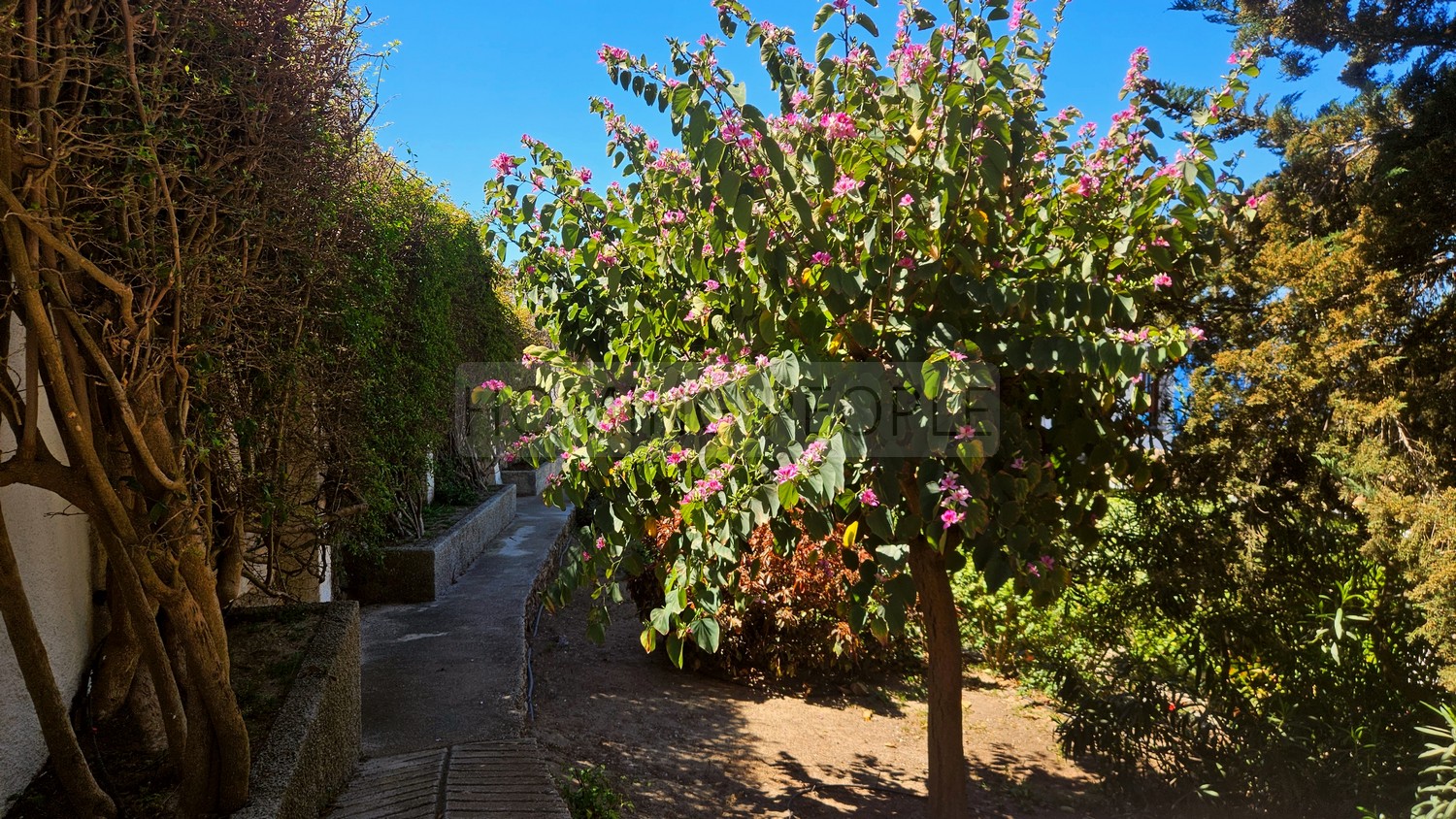 Great, charming villa with mature gardens